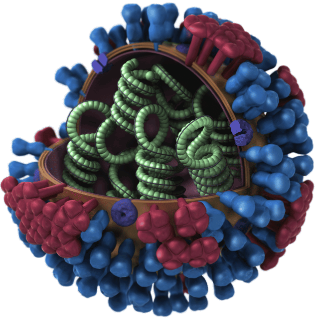 A schematic of the flu virus, with the H and N proteins shown on the surface in red and blue.