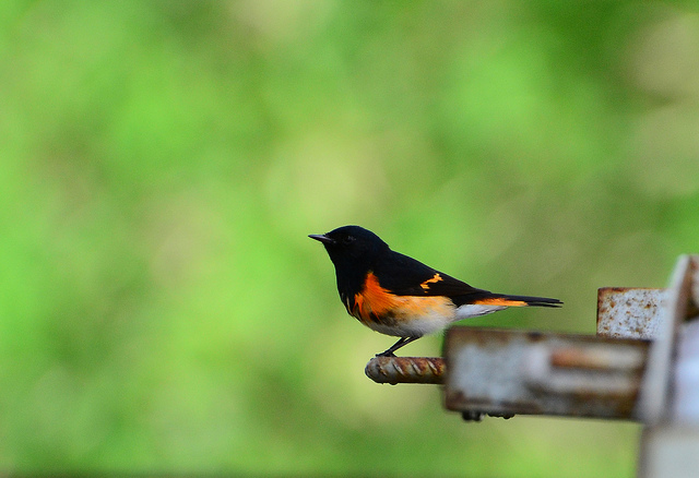 One of North America's many migratory birds.