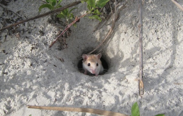 The simple entrance of this oldfield mouse burrow should not mislead you about its architectural complexity.