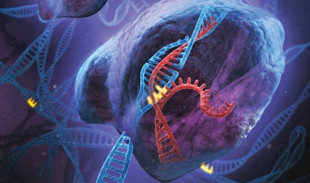 Artist's conception of the CRISPR system in action, with the guide RNA (red) leading a protein to a specific site in the genomic DNA (blue) where it makes a cut.