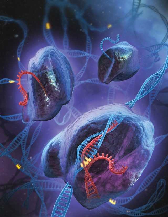 Artist's conception of the CRISPR system in action, with the guide RNA (red) leading a protein to a specific site in the genomic DNA (blue) where it makes a cut.