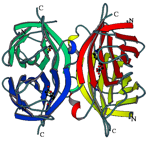 The streptavidin protein, which set off a sensor once four molecules accumulated.