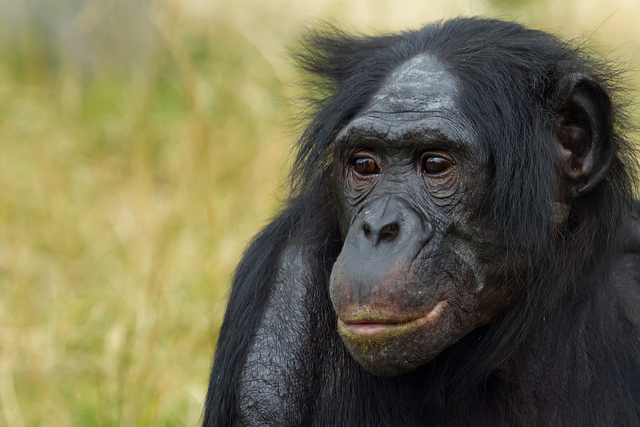 Bonobos are closer to us in sexual behavior than one might think.