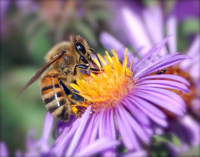 Bees can sense—and learn from—the electric fields of flowers Ars Technica