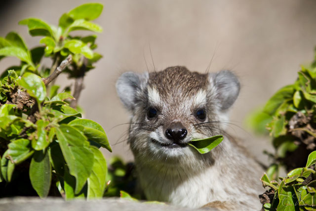 A rock hyrax at Serengeti National Park.