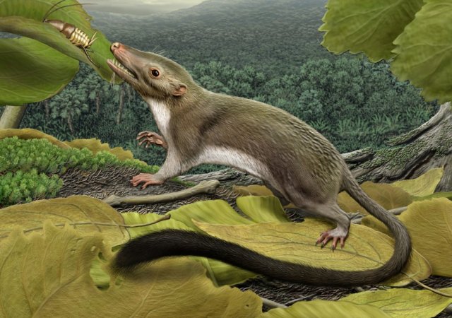 Grandma? An artist's conception of the appearance of the first placental mammal.
