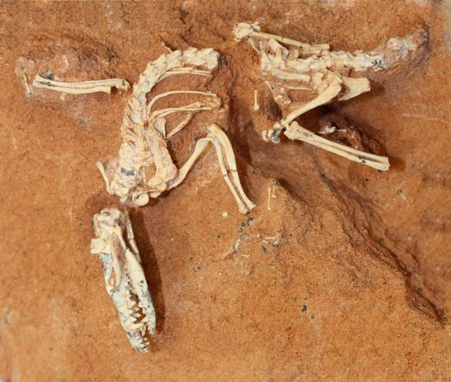 A mammal that dates to the Cretaceous and has a mix of marsupial and placental traits.