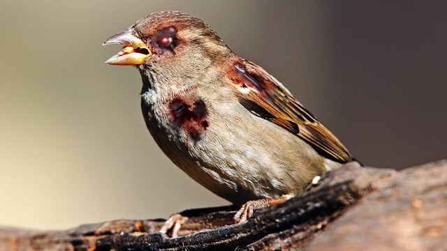 Weird Science programs its zombie robot sparrows to KILL