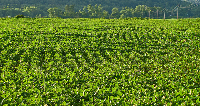 Fields of soybeans