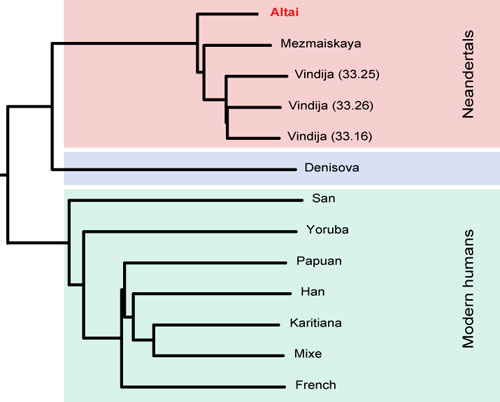 The new genome (in red) is shown in relationship to other human genomes.