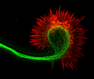 “Magnetogenetics” probes the inner space of a cell - Ars Technica