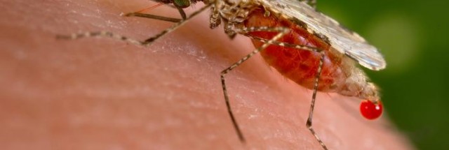 Вспышка малярии во Флориде продолжается, число местных случаев уже достигло 7