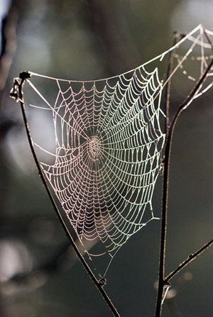 An orb weaver spider web.