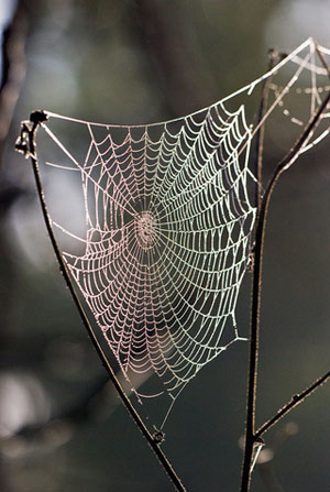 Web recognition system can identify spider species automatically | Ars ...