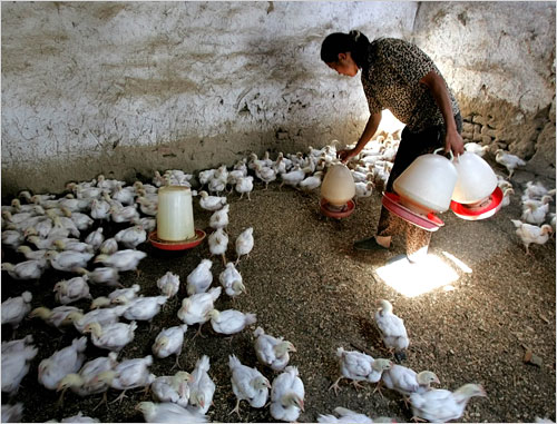 A Chinese worker tends to chickens, a potential source of the new virus.