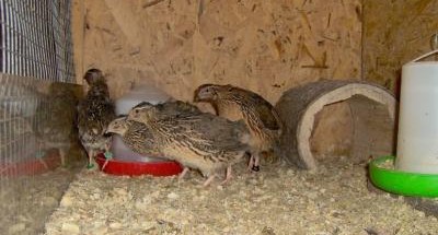 Penis Growth Formula, Triple Green Male Enhancement Pills