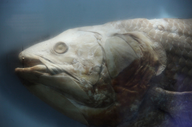 A coelacanth head at the Smithsonian Museum of Natural History.