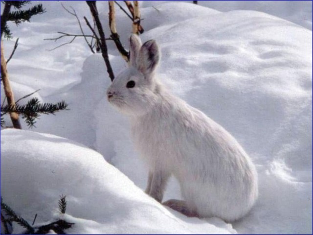 Poor Cute Bunnies Likely To Get Eaten When The Snow Melts Early Ars Technica