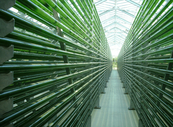 Growing chambers for algae, which could be engineered to continually pump biofuels out into their growth media.