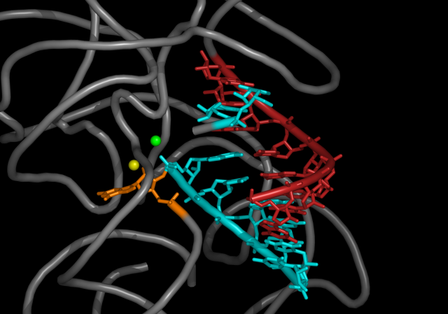 A close up of the active site of a catalytic RNA.
