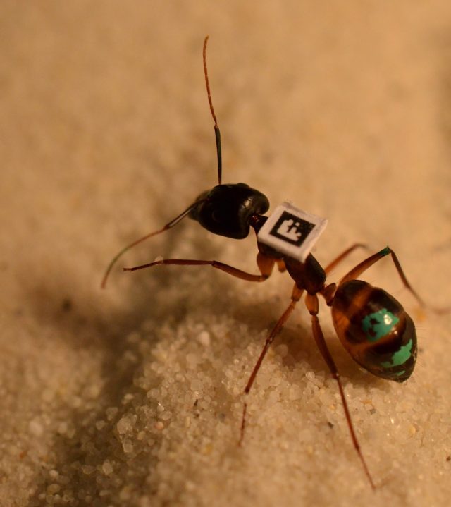 A barcoded ant gets to work.