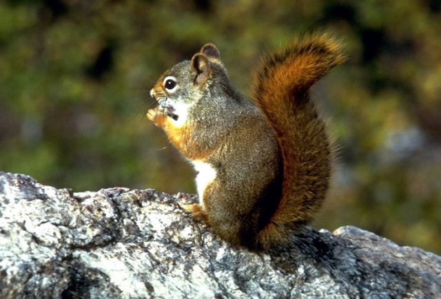 photo of Who’s winning the cyber war? The squirrels, of course image