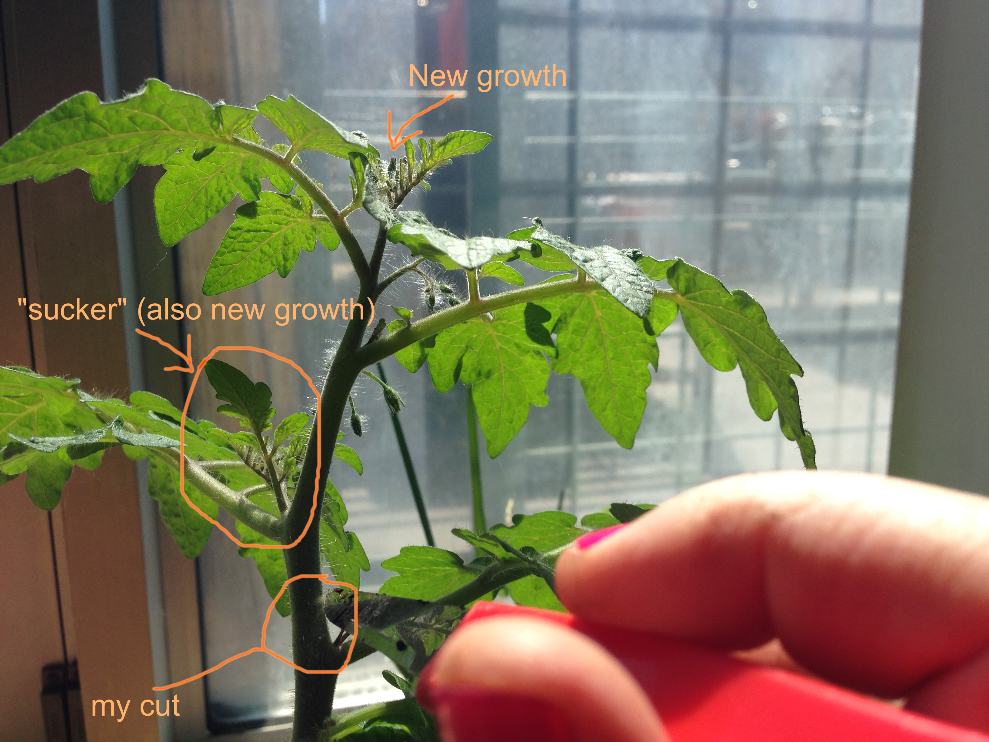 Can You Clone a Tomato Plant 