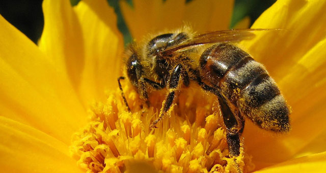Honeybees trained to sniff out landmines in Croatia