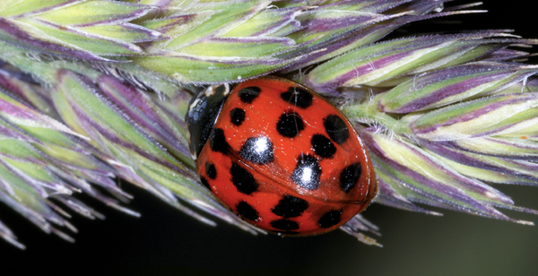 Hostile invader: Ladybug species carries spores that kill competitors