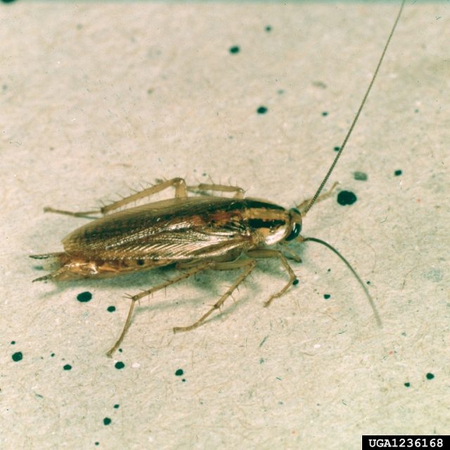 Cockroaches Show Increasing Resistance to Sugar-Laden Baits - Beyond  Pesticides Daily News Blog