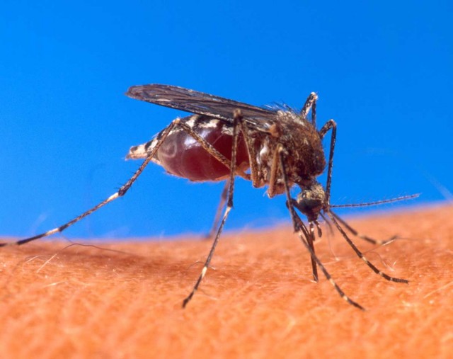 Infecting mosquitos with bacteria could block malaria