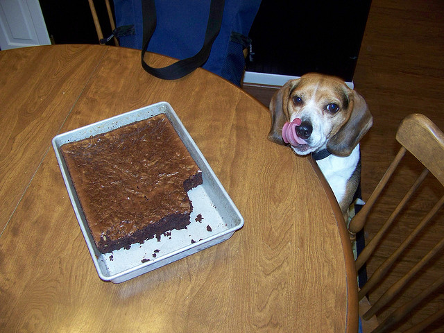 can i give my dog a brownie