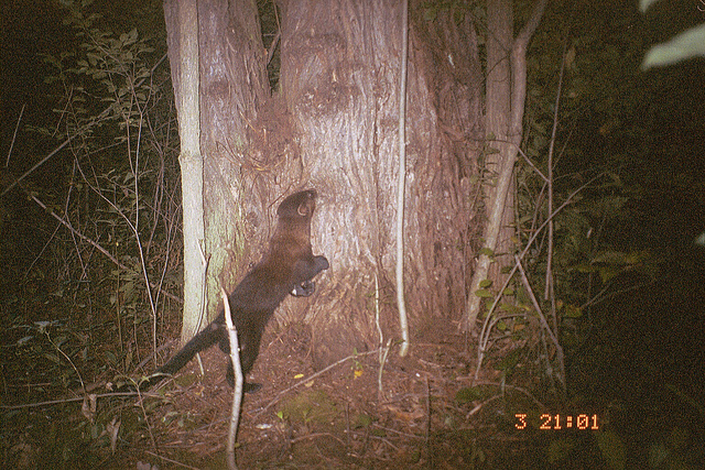 A fisher in the woods at night.