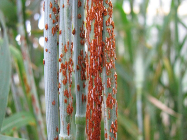 Wheat stem rust goes after its favorite meal.