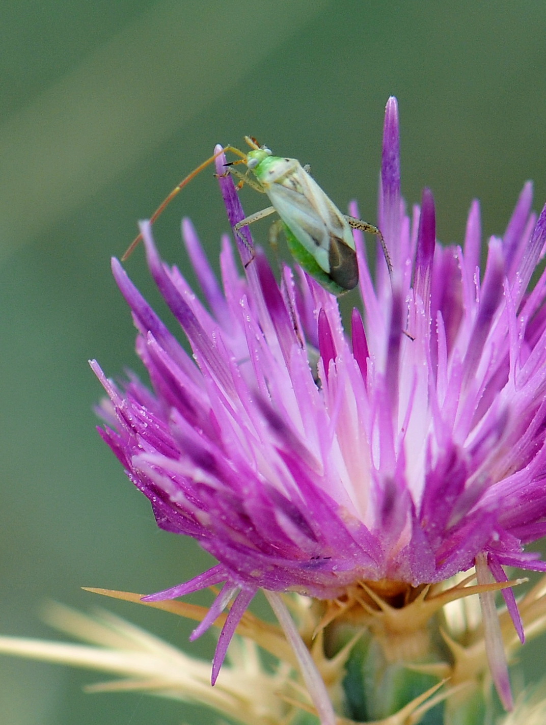 Gallery: Crowdsourced citizen science with the bugs of Iberia - Ars ...