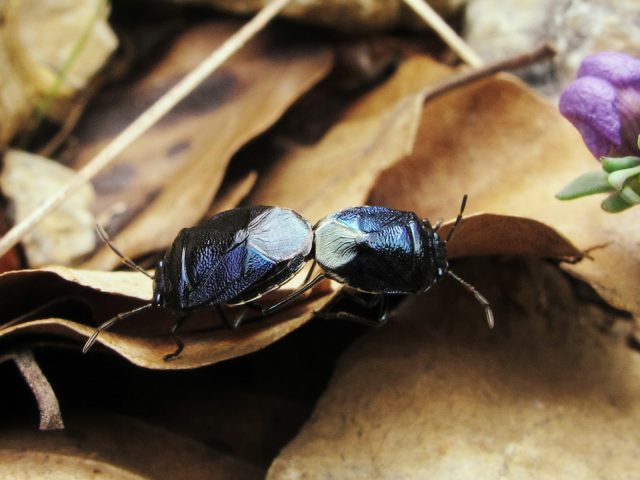 Part of the Cydnidae group, these are a type of shield bug. These two are apparently about to produce a number of additional shield bugs.