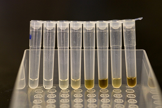 Isolated DNA in tubes.