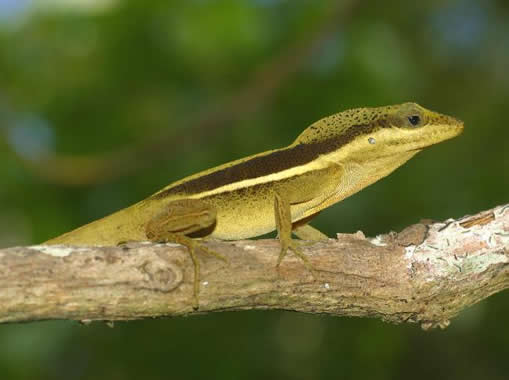 Lizards rewind the evolutionary clock but end up the same every time