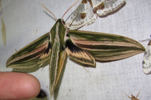 Cechenena lineosa, one of the species of hawk moth used in the study.