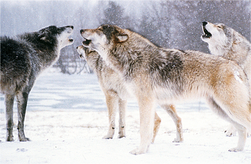 Wolves’ howls have distinct identities, voice recognition study shows