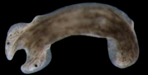 planaria two heads