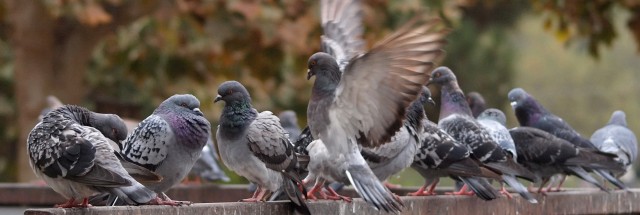 Leaders, fliers and foragers: The politics of being a pigeon | Ars Technica