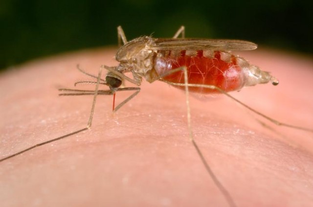 Making the vaccine could be considered an act of revenge, since it involves killing hundreds of mosquitos.