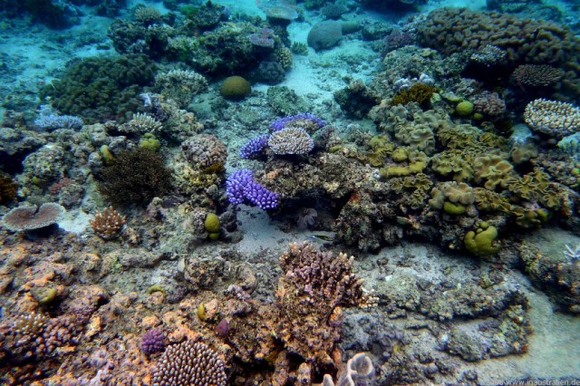 Great Barrier Reef coral assemblages