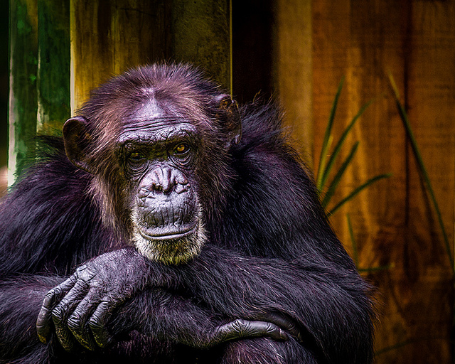 Why are apes more genetically diverse than we are? | Ars Technica