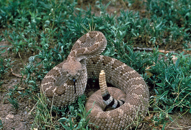 A snake sits coiled in the grass.