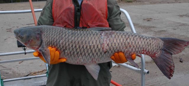 first-evidence-of-invasive-asian-carp-reproducing-in-great-lakes-ars