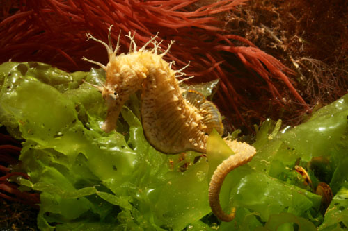Successful killing by stealthy seahorses comes down to their snouts
