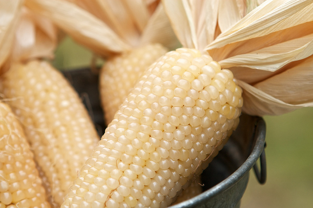 Anti-GMO crop paper to be forcibly retracted