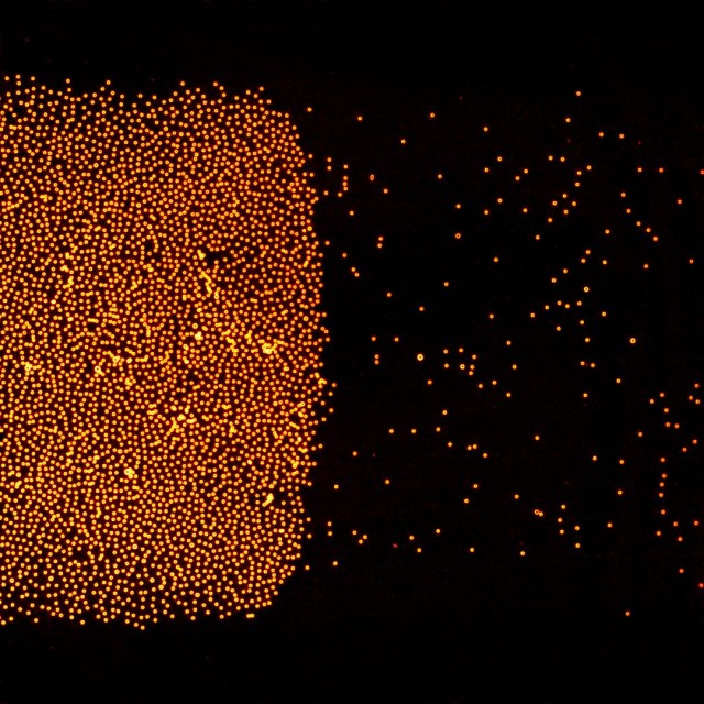 Microscopic particles self-organize into a rolling mob